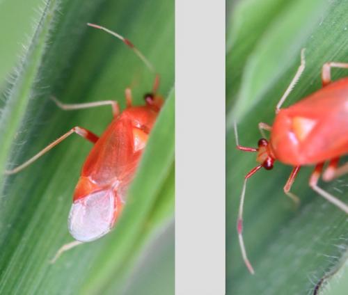 Deraeocoris ruber